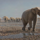 Illustration for article titled Scientists discover vast field of footprints from 8-million-year-old elephant herd